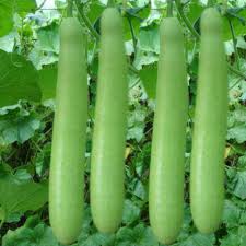 Lauki (Bottle Gourd)