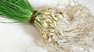 Sabz Lehsan (Green Garlic)