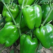 Shimla Mirch (Capsicum)