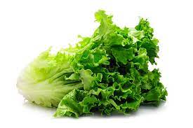 Iceberg Lettuce