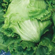 Iceberg Lettuce