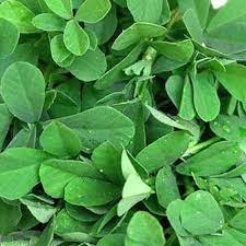 Meethi (Fenugreek)