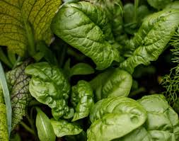 Fresh Spinach