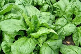 Fresh Spinach