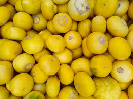Kharboza (Melon)